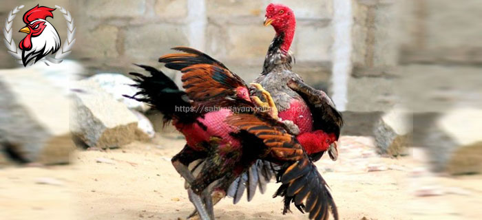 Latihan Sabung Ayam Saigon