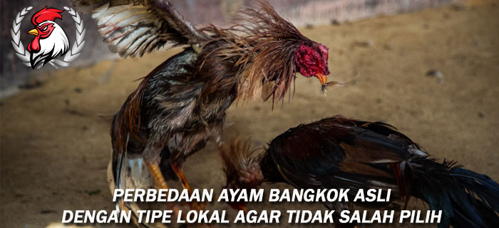 Perbedaan Ayam Bangkok Asli