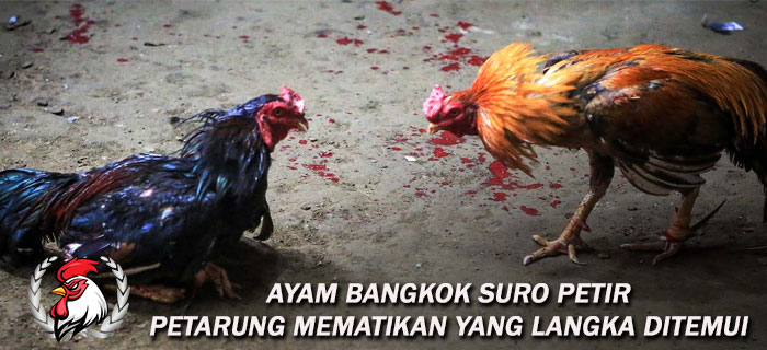 Ayam Bangkok Suro Petir