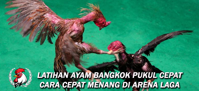 Latihan Ayam Bangkok Pukul Cepat