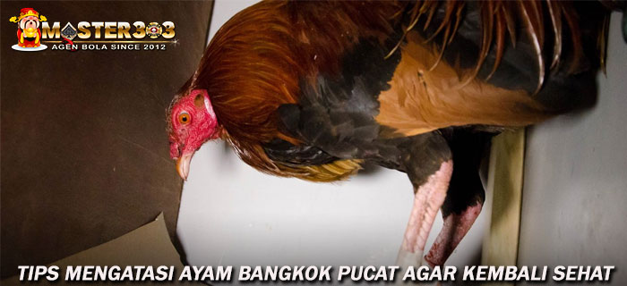 Tips Mengatasi Ayam Bangkok Pucat