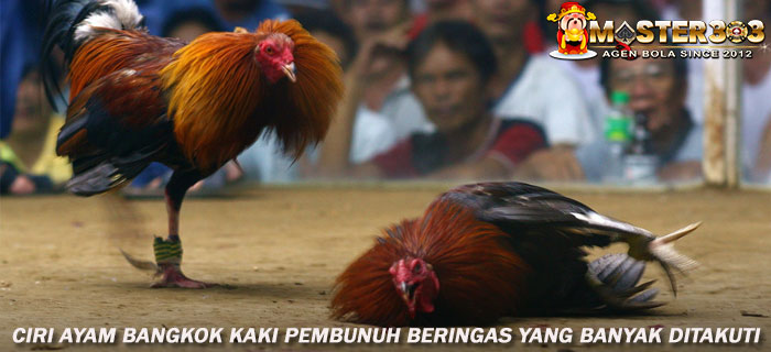 Ciri Ayam Bangkok Kaki Pembunuh Beringas